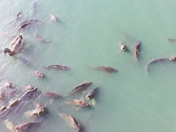 High angle view of fishes swimming in lake