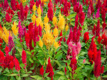 Full frame shot of red flowering plants