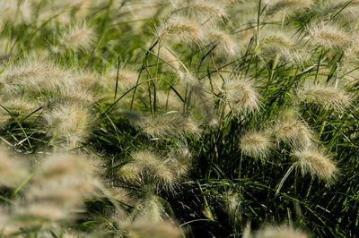 Full frame shot of plants on field