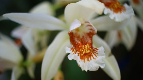 Close-up of white flowering plant