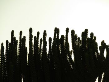 Low angle view of silhouette trees against clear sky