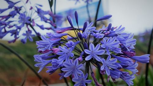 Close-up of purple flowering plant