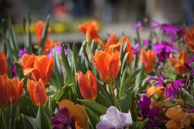 Close-up of multi colored tulips in bloom