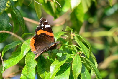 Close-up of butterfly pollinating flower