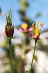 Close-up of honey bee on flower