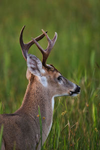 Side view of deer on field