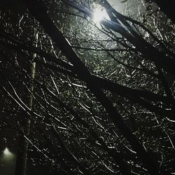 Low angle view of tree at night