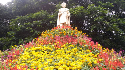 Close-up of flowers in garden