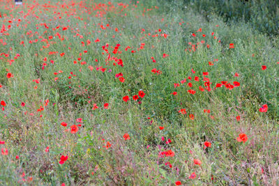 Red poppy flowers in field