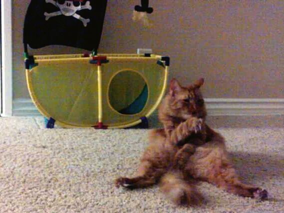 CAT SITTING ON SHELF