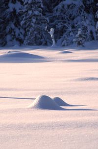 Scenic view of snow covered field