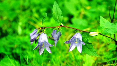 Close-up of flower against blurred background