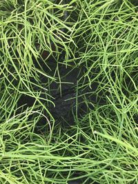 High angle view of grass in water