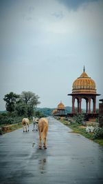 Horses roaming and grazing around a road of old city with royal monuments besides the road 