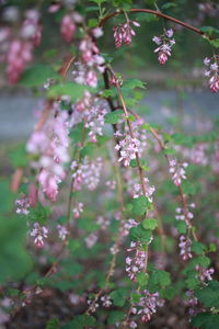 Close-up of pink flowering plant