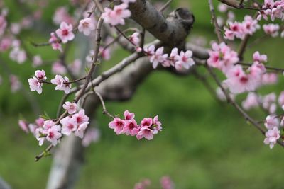 Close-up of pink flowers blooming on tree