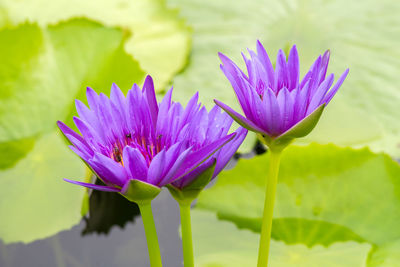 Close-up of purple water lily in lake