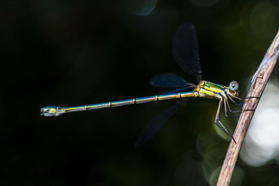 Close-up of a damselfly on a twig