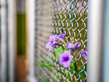 Close-up of purple flowering plants by fence