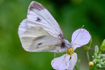 Close-up of butterfly pollinating on flower