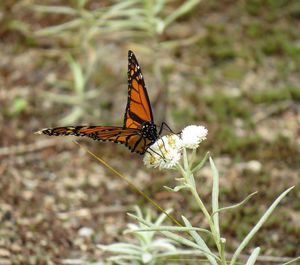 Close-up of butterfly pollinating on flower