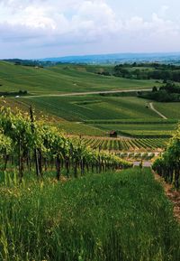 Scenic view of field against cloudy sky