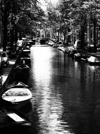 Reflection of trees in water