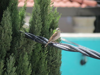 Close-up of bird perching on tree