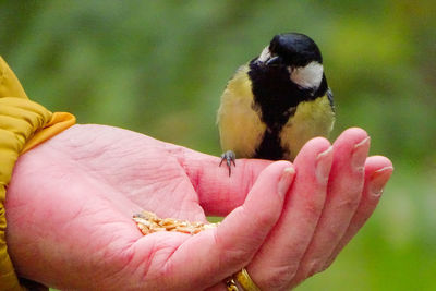 Close-up of bird