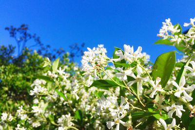 Low angle view of blooming tree against blue sky