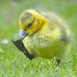 Close-up of a bird