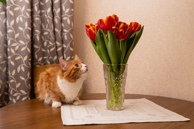 A ginger cat sits on the table next to a vase of flowers and looks at the tulips. cat's behavior