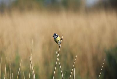 Bird with prey perching on a reed. reeds in the bacground. wild life.