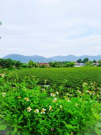 Scenic view of field against sky