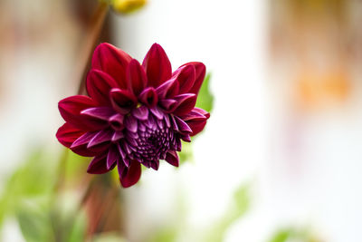 Close-up of flower blooming outdoors