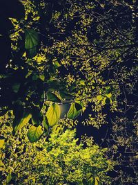 Close-up of leaves