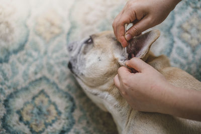 Owner cleaning dog ear with cotton buds