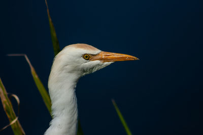 Close up of cattle egret