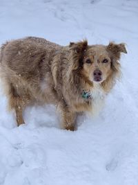 Dog on snow covered land