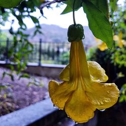 Close-up of yellow flower blooming