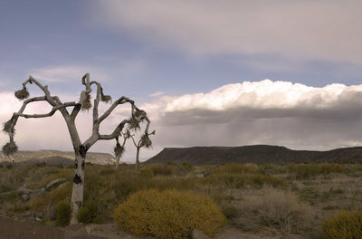 Scenic view of field against cloudy sky