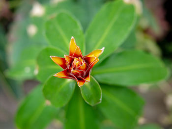 Close-up of flower on leaf