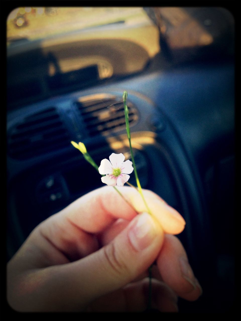 person, flower, holding, transfer print, part of, cropped, human finger, fragility, unrecognizable person, freshness, personal perspective, focus on foreground, close-up, auto post production filter, flower head, petal, white color