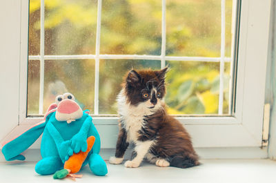 View of a cat looking through window