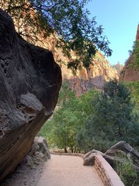 View of trees on rock