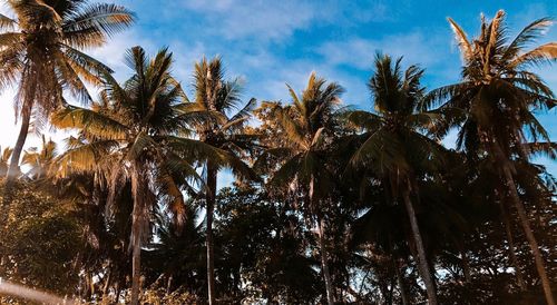 Low angle view of palm trees against sky