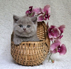 Close-up of cat in basket