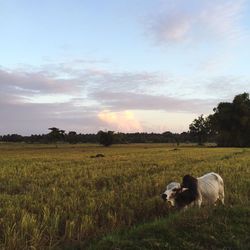 Cows grazing on grassy field