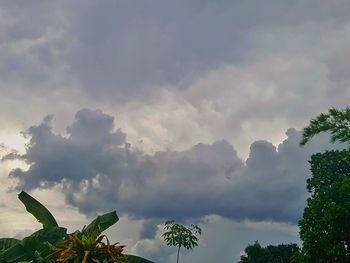 Low angle view of trees against sky