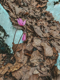 High angle view of wilted plant on field